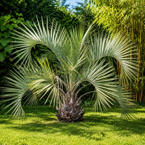 Butia Capitata_