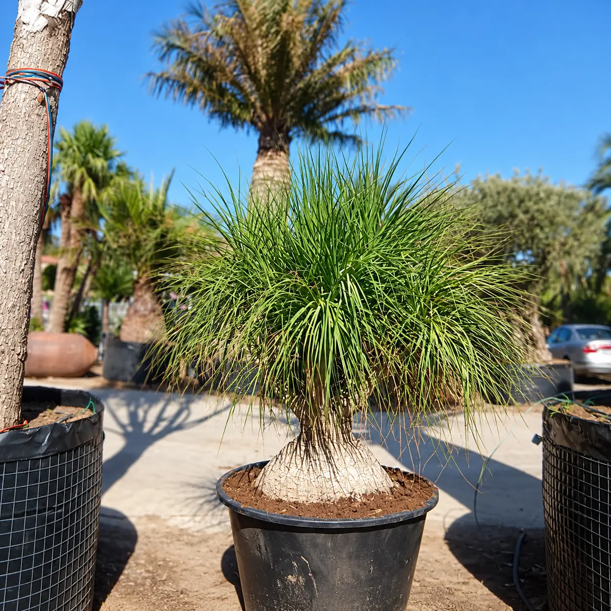 Beaucarnea specimen plant