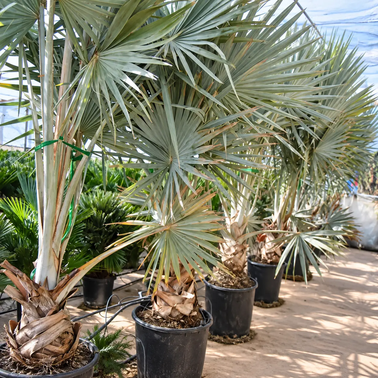 BISMARCKIA NOBILIS BISMARCKIA NOBILIS