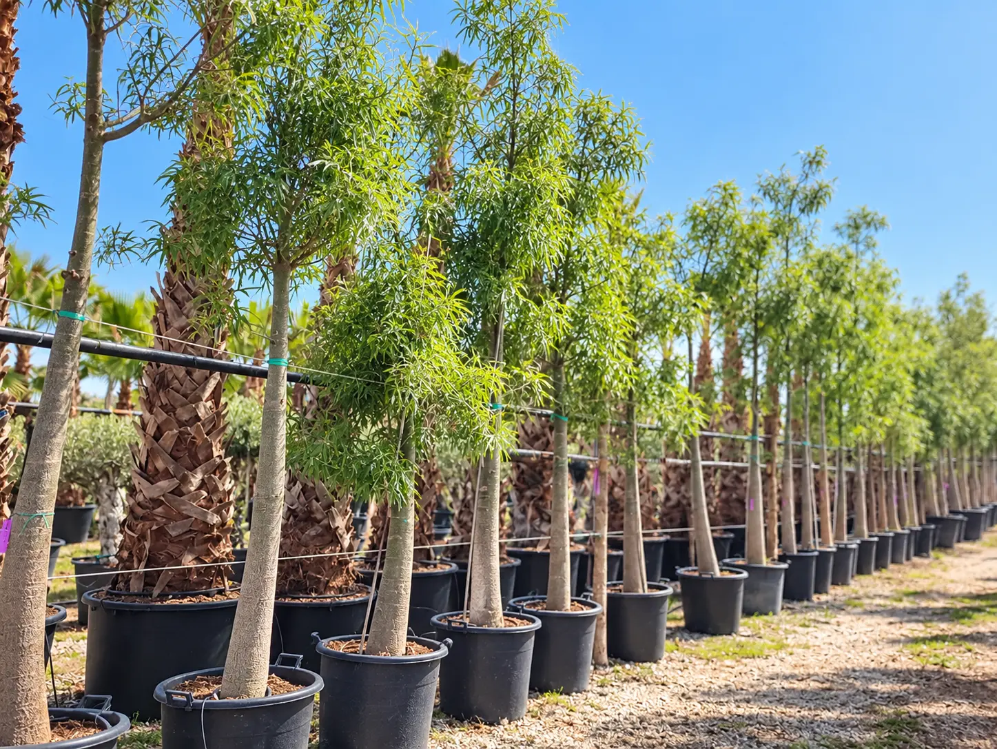Brachychiton Rupestris tree