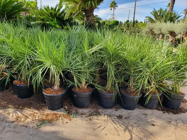 BUTIA
