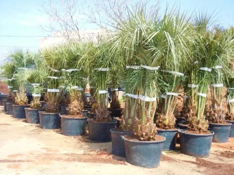 BUTIA CAPITATA BUTIA CAPITATA