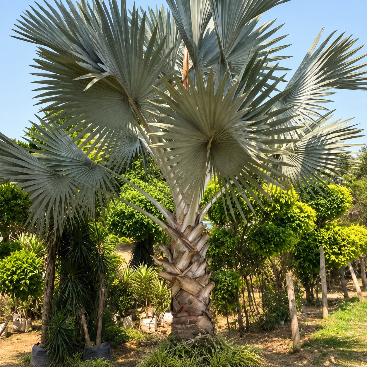 Bismarkia Nobilis Palm Bismarkia Nobilis Palm