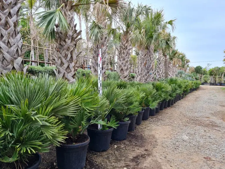 CHAMAEROPS CERASIFERA AZUL