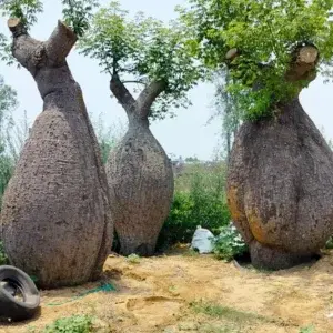 Ceiba Insignias Tree Ceiba Insignias Tree