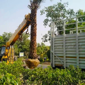 Date Palm Date Palm