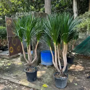 Dracaena Draco Dracaena Draco