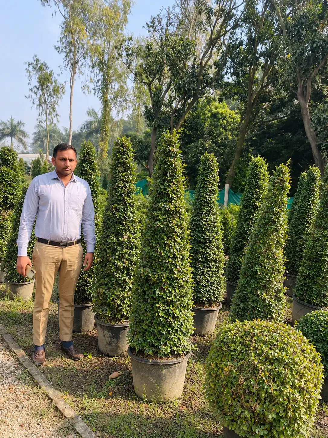 Malpighia Cone Balls ornamental plant