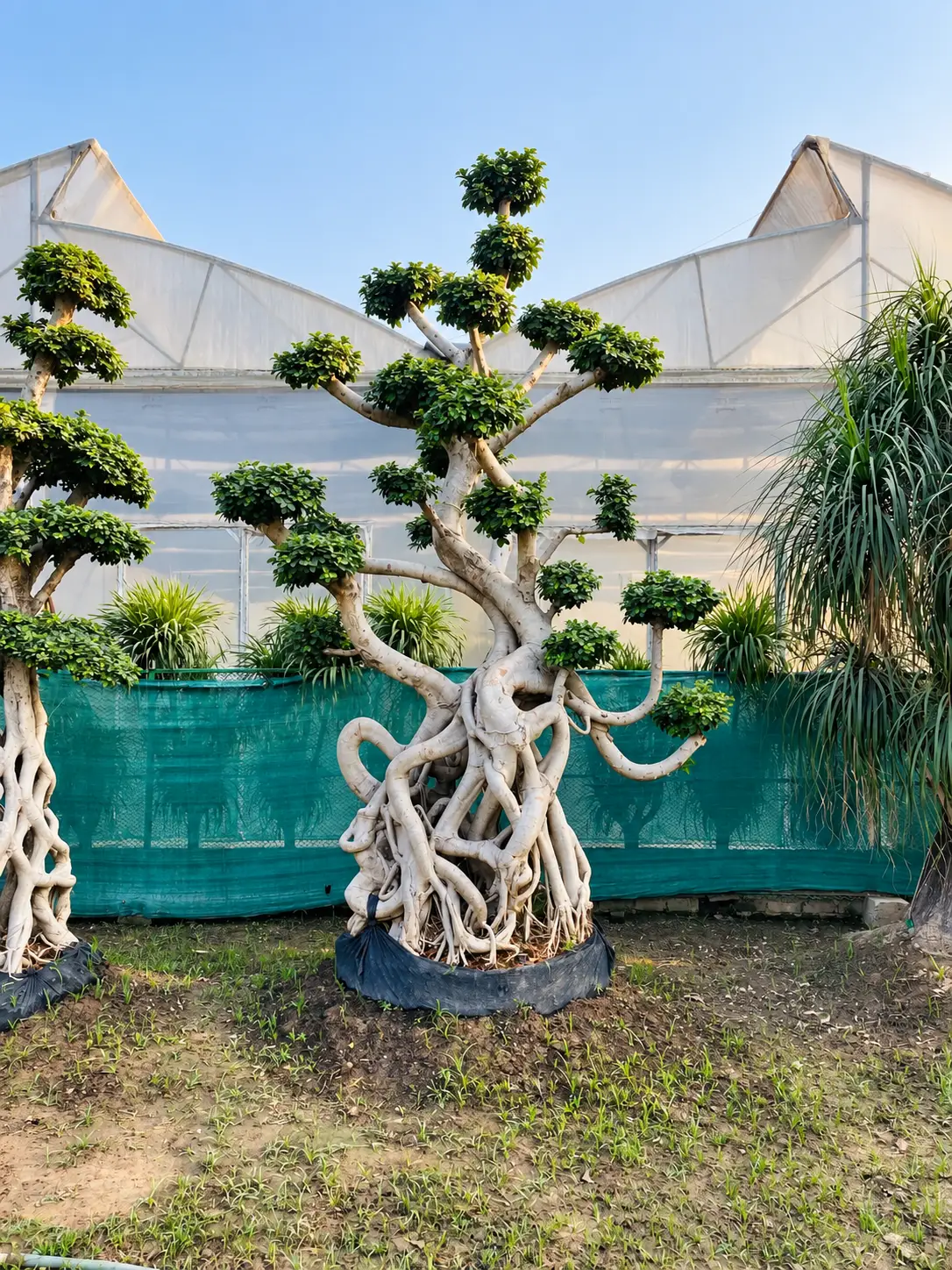 Microcarpa Ficus Bonsai