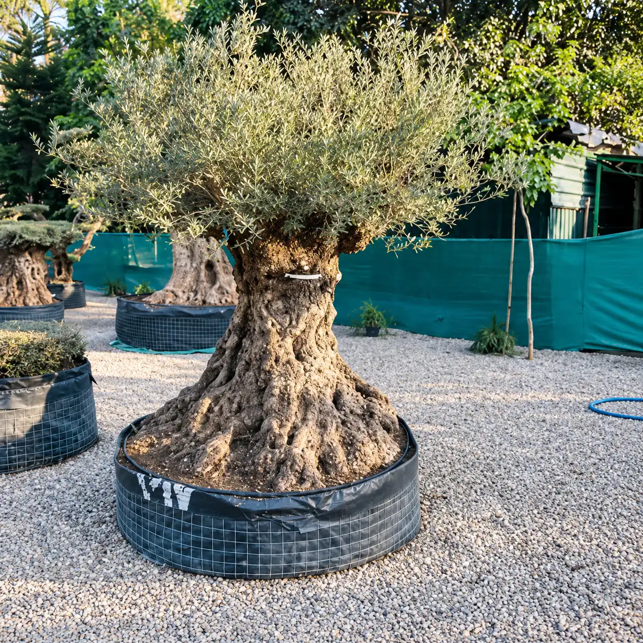Olive trees