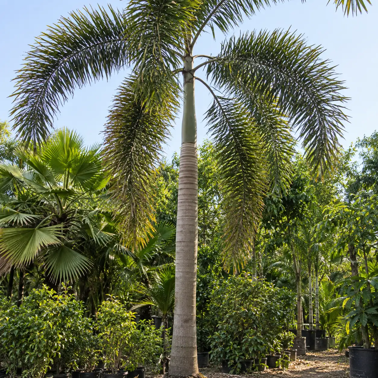 Palm verities Palm verities