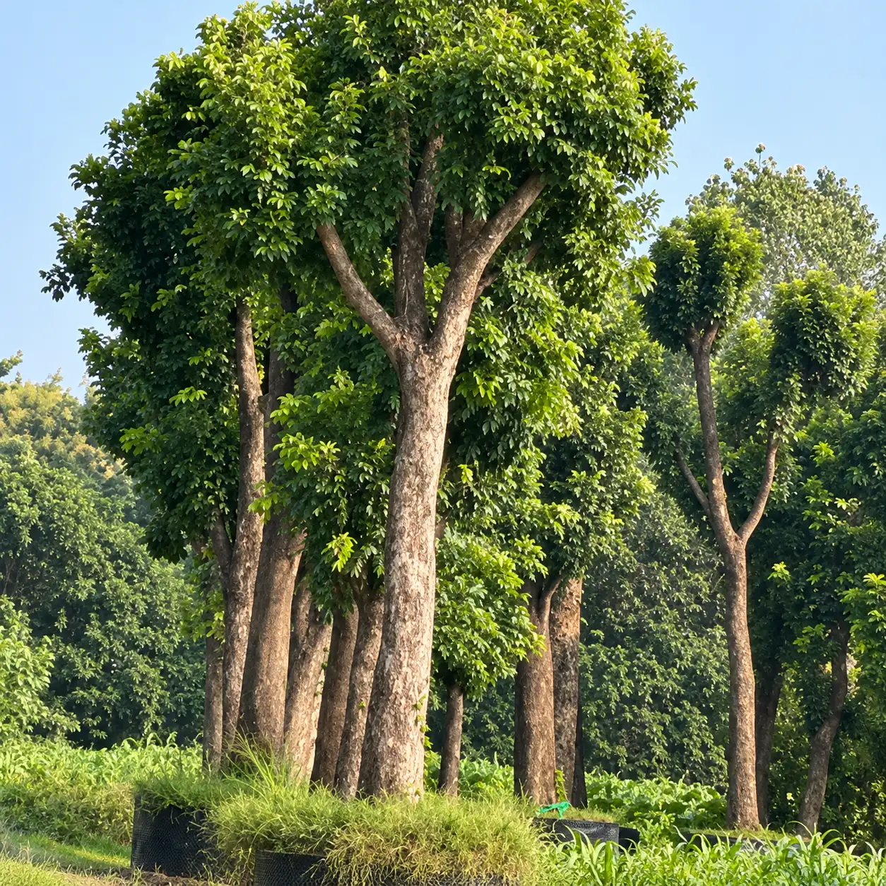 Specimen Avenues trees