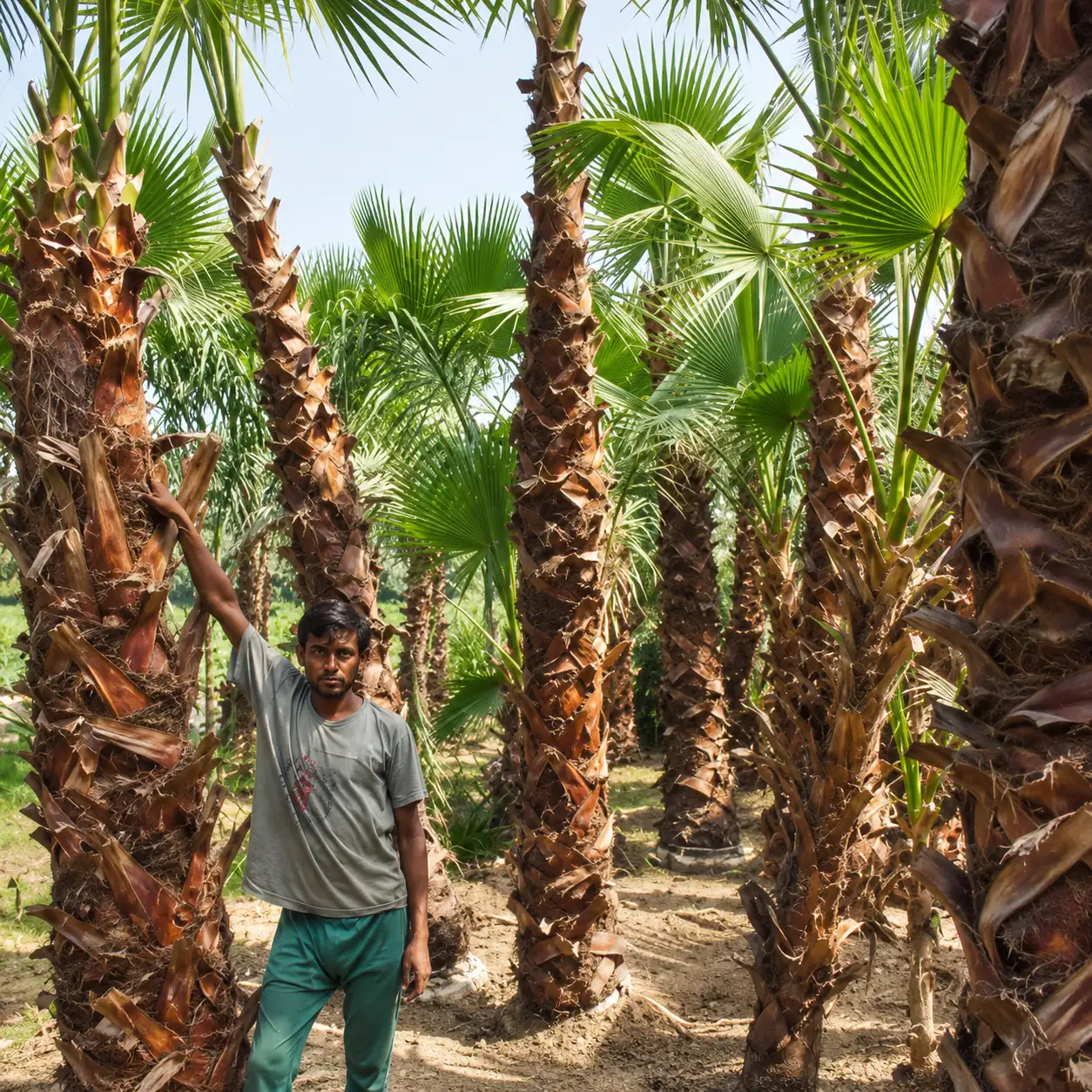 Washingtonia Robusta